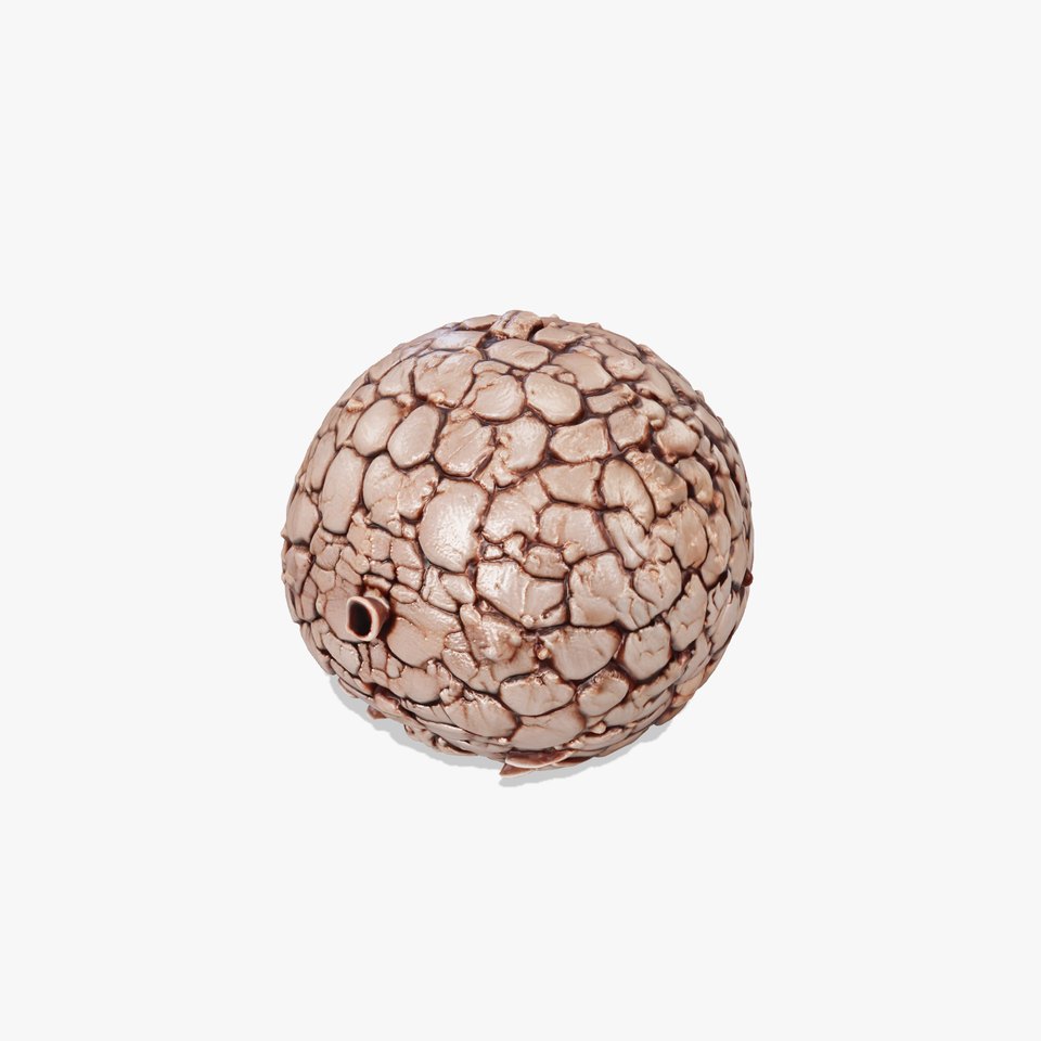 Truffle Mushroom Detailed Surface model pack